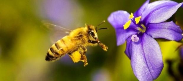 La desaparición de las abejas conllevaría una crisis alimentaria y económica sin presentes a nivel mundial La desaparición de las abejas conllevaría una crisis alimentaria y económica sin presentes a nivel mundial