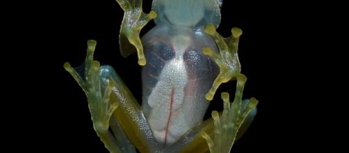 A regular Glass Frog - https://commons.wikimedia.org/wiki/File:Flickr_-_ggallice_-_Glass_frog_(4)_cropped.jpg