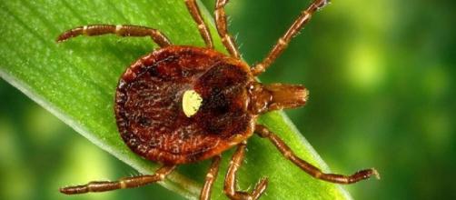 Rare meat allergy caused by tick bites may be on the rise (Image Credit: npr.org)