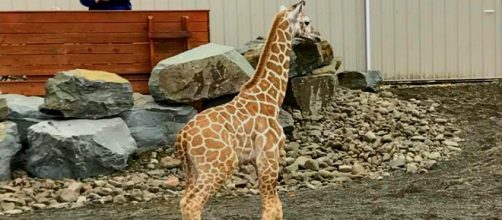 Tajiri, who is a little over two-months-old, is stealing hearts.[Image via Kelly Bain]
