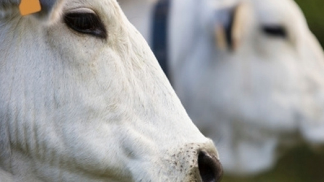 Mucca pazza: torna la paura dopo gli ultimi casi in italia