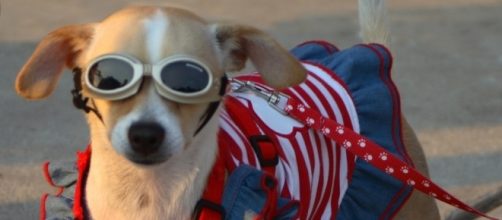 Are your pets ready for the Fourth of July? [Image via Flickr]