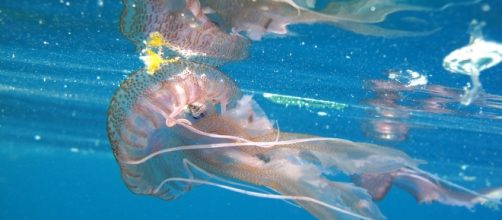 Belle e pericolose, come possiamo difenderci dal morso delle meduse? Cloruro di alluminio e non solo - foto: skift.com