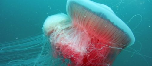 La foto di una medusa negli abissi del mare