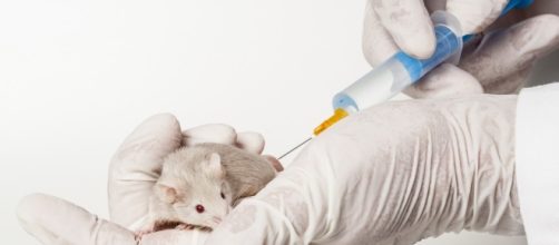Nuove sperimentazioni sui topi combattono il colesterolo LDL