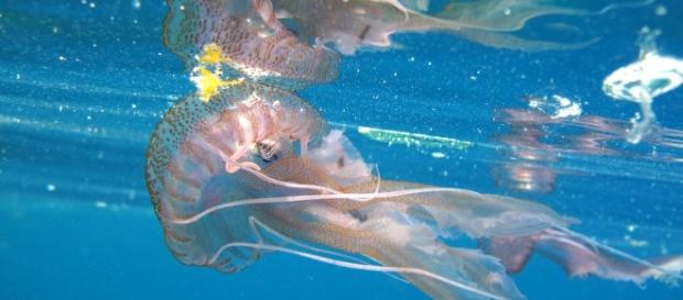 Belle e pericolose, come possiamo difenderci dal morso delle meduse? Cloruro di alluminio e non solo - foto: skift.com Belle e pericolose, come possiamo difenderci dal morso delle meduse? Cloruro di alluminio e non solo - foto: skift.com