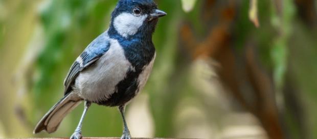 El ser humano pertenece al reino animal, cosa que frecuentemente fingimos olvidar El ser humano pertenece al reino animal, cosa que frecuentemente fingimos olvidar
