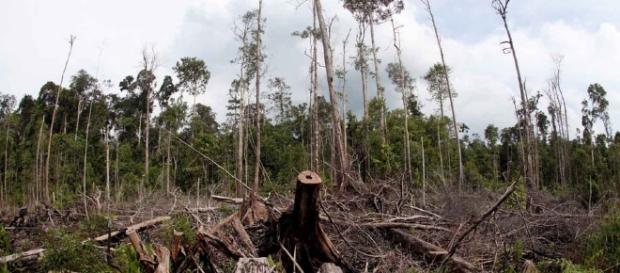 Say No To Palm Oil | What's The Issue - saynotopalmoil.com Say No To Palm Oil | What's The Issue - saynotopalmoil.com