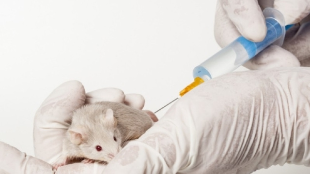 Nuove sperimentazioni sui topi combattono il colesterolo LDL