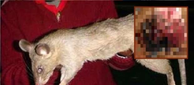 Idosa foi demorada por seus animais após sua morte Idosa foi demorada por seus animais após sua morte