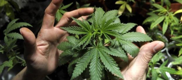 Uso de maconha torna homens héteros em gays Uso de maconha torna homens héteros em gays