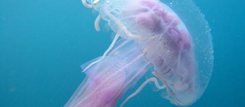 Una foto ravvicinata di medusa