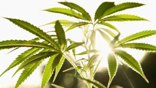 Malato di sclerosi, costretto a comprare cannabis per scopi terapeutici dai pusher.