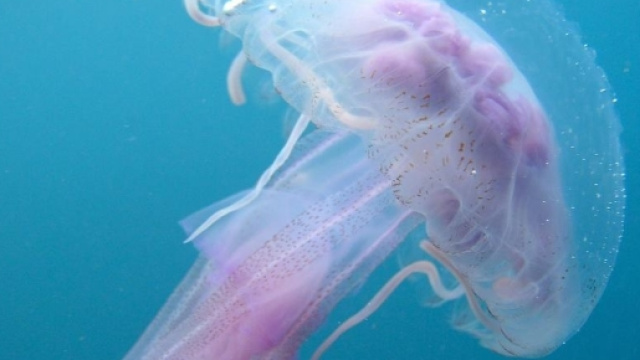 Una foto ravvicinata di medusa