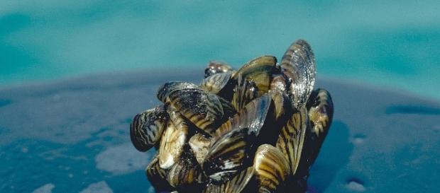 5 Invasive Species You Should Know | Smithsonian Ocean Portal - si.edu 5 Invasive Species You Should Know | Smithsonian Ocean Portal - si.edu