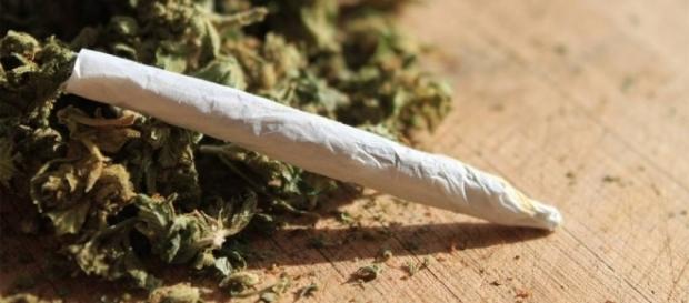 Expanda seu conhecimento a respeito da maconha Expanda seu conhecimento a respeito da maconha