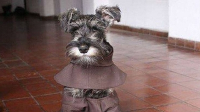 Fray Bigot&oacute;n, el perro religioso - com.ec