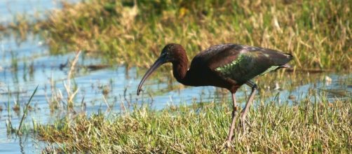 El ibis común o morito, ave africana cada vez más frecuente en España