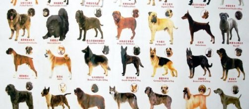 Il manifesto dei 40 cani vietati in Cina