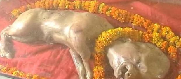 Vaca com feições humanas esta sendo reverenciada na India. Vaca com feições humanas esta sendo reverenciada na India.
