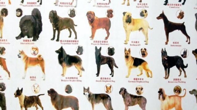 Il manifesto dei 40 cani vietati in Cina