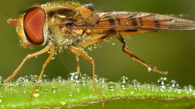 L'80% della popolazione muore per insetti