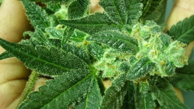 uomo di 63anni condannato definitivamente per aver coltivato due piantine di marijuana