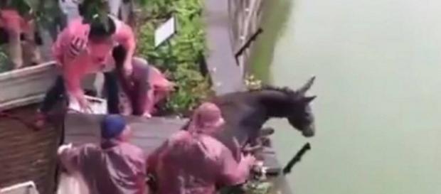 Burro foi jogado aos tigres. (Foto: Captura de Vídeo) Burro foi jogado aos tigres. (Foto: Captura de Vídeo)