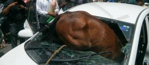 Cavalo se enfureceu momentaneamente por causa de calor de 43ºC na Índia e se arremessou contra veículo Cavalo se enfureceu momentaneamente por causa de calor de 43ºC na Índia e se arremessou contra veículo