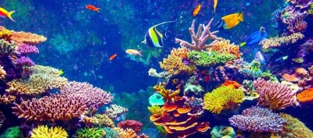 Los océanos son los principales responsables de que haya oxígeno en la atmósfera de la Tierra Los océanos son los principales responsables de que haya oxígeno en la atmósfera de la Tierra