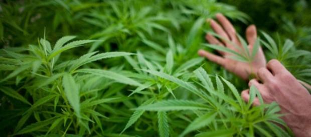 Marijuana legalization means but tax revenues in Colorado - (BN Library) Marijuana legalization means but tax revenues in Colorado - (BN Library)