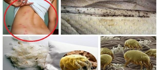 O perigo pode estar em sua cama O perigo pode estar em sua cama