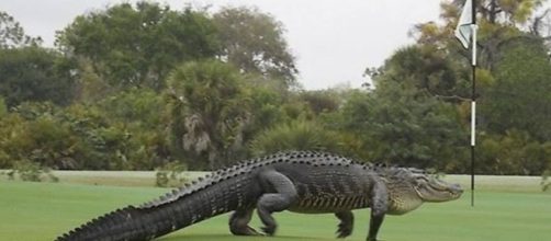 Gigantesco alligatore sul campo da golf americano