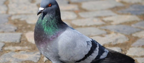 Piccione Selvatico nella realtà