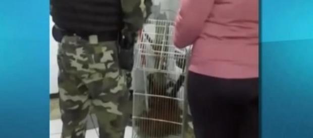 Macaco bugio-ruivo foi encontrado na cozinha e assustou a família Macaco bugio-ruivo foi encontrado na cozinha e assustou a família