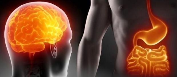 I probiotici agiscono su intestino e cervello, effetto dimagrante e sulla psiche. I probiotici agiscono su intestino e cervello, effetto dimagrante e sulla psiche.