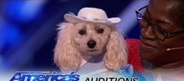 Mia the counting Cockapoo and her human mom, Edna, gave an amazing math lesson in their "America's Got Talent" audition.--personal screenshot Mia the counting Cockapoo and her human mom, Edna, gave an amazing math lesson in their "America's Got Talent" audition.--personal screenshot