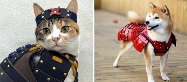 Que tal vestir seu pet como um guerreiro samurai? (Foto: Reprodução/Samurai Age) Que tal vestir seu pet como um guerreiro samurai? (Foto: Reprodução/Samurai Age)