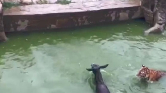 Asino gettato vivo nel fosso delle tigri