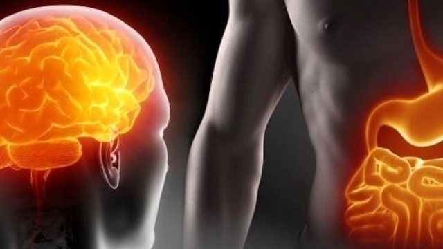 I probiotici agiscono su intestino e cervello, effetto dimagrante e sulla psiche.