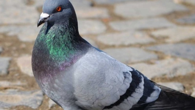 Piccione Selvatico nella realtà