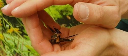 Scientists have created a cyborg dragonfly that can be used as a tiny drone. Photograph courtesy of: Draper