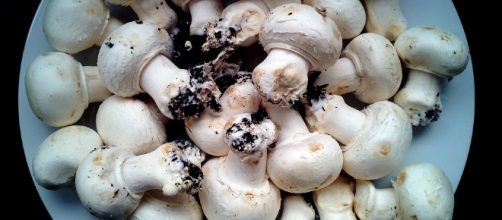 Free photo: Mushrooms, Mushroom, Fungi, Food - Free Image on ... - pixabay.com