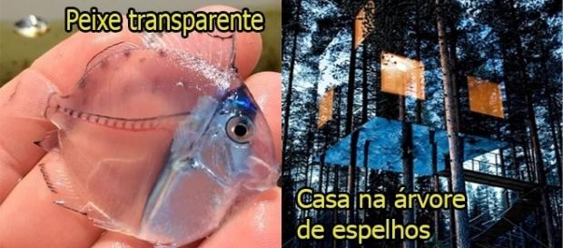 Algumas imagens são incríveis e atraem a curiosidade Algumas imagens são incríveis e atraem a curiosidade
