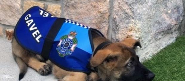 Cachorro é expulso da polícia por só querer brincar. (Foto: Reprodução Facebook) Cachorro é expulso da polícia por só querer brincar. (Foto: Reprodução Facebook)