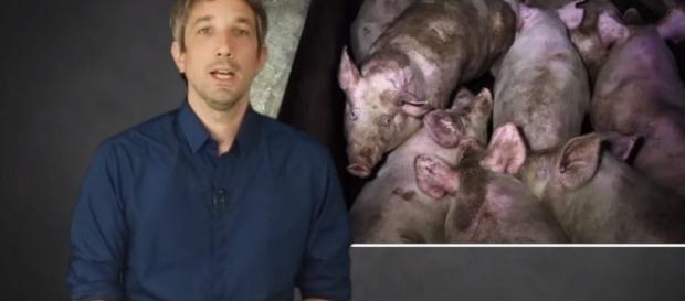 Faits divers | Attaquée par l'abattoir d'Houdan, L214 diffuse une ... - lejsl.com Faits divers | Attaquée par l'abattoir d'Houdan, L214 diffuse une ... - lejsl.com