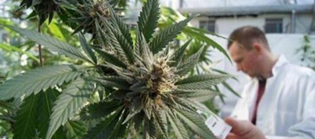 United States Government Declares Marijuana Kills Cancer Cells ... - tribunist.com United States Government Declares Marijuana Kills Cancer Cells ... - tribunist.com