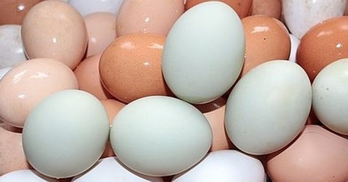 What's the difference between white and brown eggs?