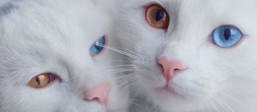 A heterocromia está associada a gatos de pelo branco e gatos de três cores