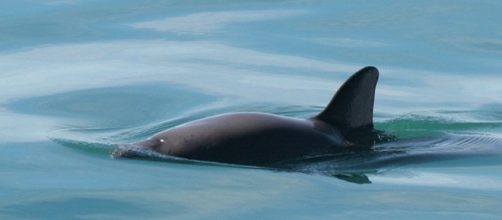 A vaquita (Phocoena sinus) critically endangered porpoise (wikimediacommons)
